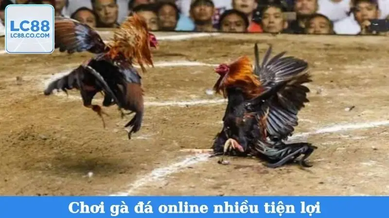 Chơi gà đá online nhiều tiện lợi