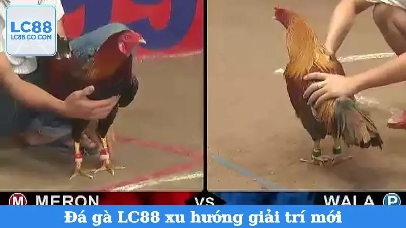 Đá gà LC88 xu hướng giải trí mới